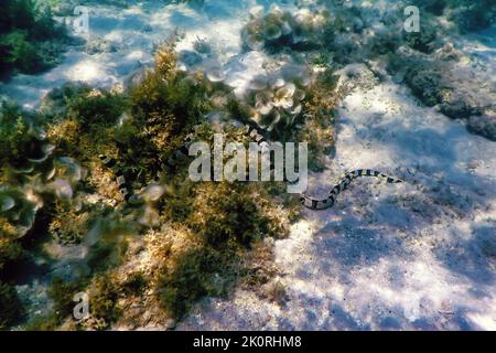 Gebänderter Schlangenaal (Myrichthys Colubrinus) tropische Gewässer, Meeresleben Stockfoto