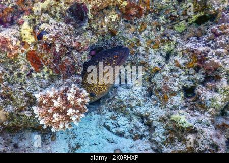 Goldentail-Muränen warten auf Beute (Gymnothorax miliaris) tropische Gewässer, Meeresleben Stockfoto