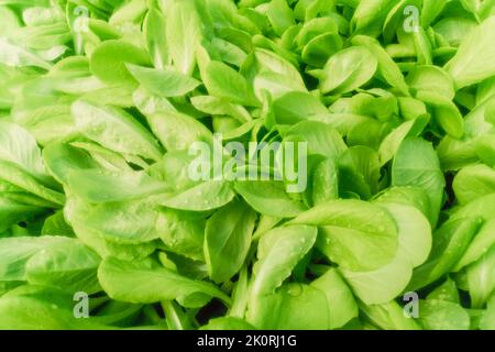 Salzsalat hydroponic Farm, Salatsprossen, Green Young Salatpflanzen, Salatsämlinge Stockfoto
