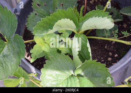 Erdbeerpflanzen Stockfoto