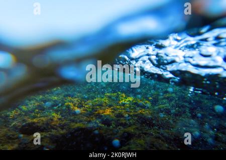 Seegras Unterwasser, Seegras seichtes Wasser in der Nähe der Oberfläche Stockfoto
