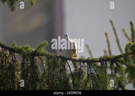 Eine entzückende eurasische Kragentaube thronte auf dem Zweig der Brauereifichte und schaute auf die Kamera Stockfoto