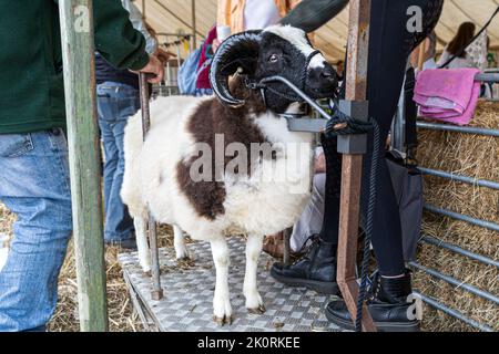 Zwei Horn Stammbaum Jacob Schaframm. Seltene braune und weiße Glatzenschafe im Gerät, um die Pflege zu ermöglichen, Dorset County Show 2022, Dorset, Großbritannien Stockfoto