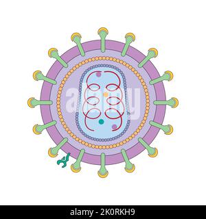 Wissenschaftliche Entwicklung der Struktur des Human Immunodeficiency Virus (HIV). Bunte Symbole. Vektorgrafik. Stock Vektor