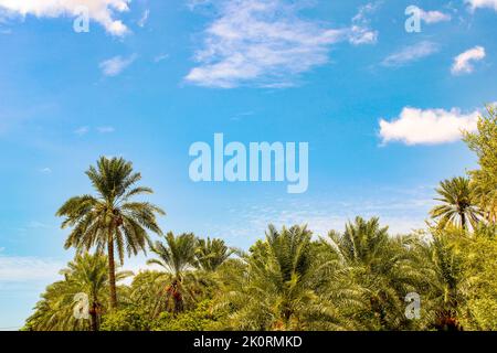 Der Blick auf die Palmen gegen den blauen Himmel. Stockfoto