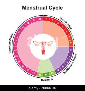 Wissenschaftliche Gestaltung des Menstruationszyklus-Diagramm-Rechners. Bunte Symbole. Vektorgrafik. Stock Vektor