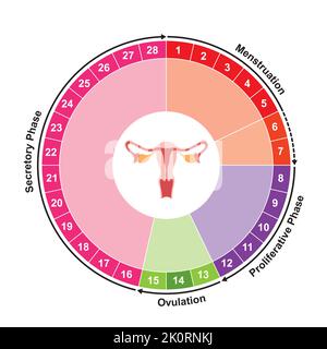 Wissenschaftliche Gestaltung des Menstruationszyklus-Diagramm-Rechners. Bunte Symbole. Vektorgrafik. Stock Vektor