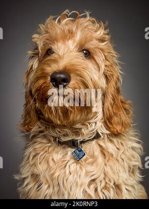 Charlie, der Kakaohund. Studioportrait eines Familienhundes. 1 Jahre alt Stockfoto