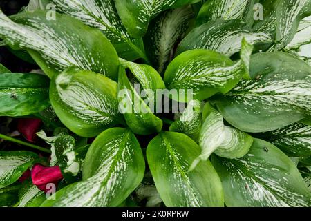 Zantedeschia - Cally Lilly - ist eine Gattung von acht Arten von Stauden, mehrjährigen, blühenden Pflanzen der Familie Araceae Stockfoto