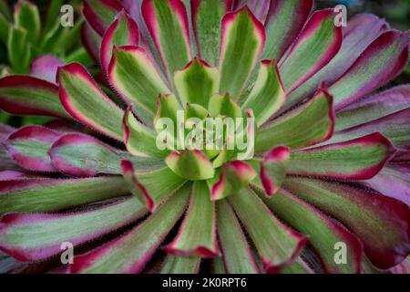 Bilder von Aeoniums, dem Baum houseleeks, ist eine Gattung von etwa 35 Arten sukkulenter subtropischer Pflanzen der Familie Crassulaceae. In Cornwall angebaut. Stockfoto