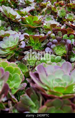 Bilder von Aeoniums, dem Baum houseleeks, ist eine Gattung von etwa 35 Arten sukkulenter subtropischer Pflanzen der Familie Crassulaceae. In Cornwall angebaut. Stockfoto