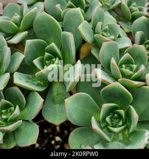 Bilder von Aeoniums, dem Baum houseleeks, ist eine Gattung von etwa 35 Arten sukkulenter subtropischer Pflanzen der Familie Crassulaceae. In Cornwall angebaut. Stockfoto