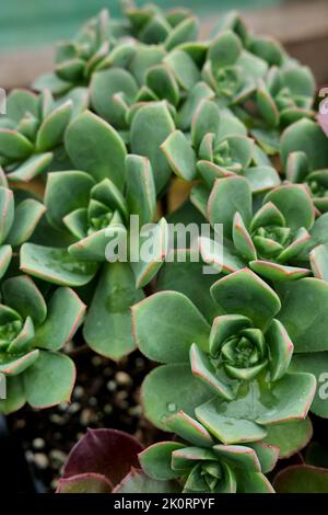 Bilder von Aeoniums, dem Baum houseleeks, ist eine Gattung von etwa 35 Arten sukkulenter subtropischer Pflanzen der Familie Crassulaceae. In Cornwall angebaut. Stockfoto