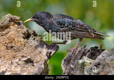 Gewöhnlicher Sternenhimmel (Sturnus vulgaris) beim Gehen und auf der Suche nach Nahrung auf einem alt aussehenden Baumstumpf Stockfoto