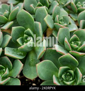 Bilder von Aeoniums, dem Baum houseleeks, ist eine Gattung von etwa 35 Arten sukkulenter subtropischer Pflanzen der Familie Crassulaceae. In Cornwall angebaut. Stockfoto