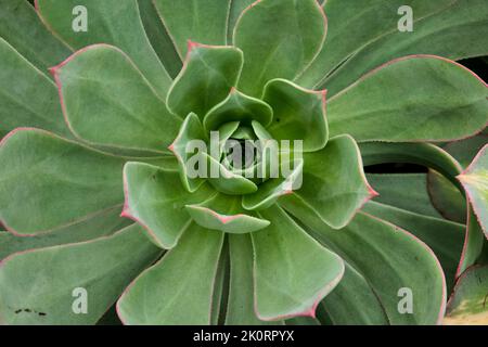 Bilder von Aeoniums, dem Baum houseleeks, ist eine Gattung von etwa 35 Arten sukkulenter subtropischer Pflanzen der Familie Crassulaceae. In Cornwall angebaut. Stockfoto