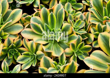 Bilder von Aeoniums, dem Baum houseleeks, ist eine Gattung von etwa 35 Arten sukkulenter subtropischer Pflanzen der Familie Crassulaceae. In Cornwall angebaut. Stockfoto