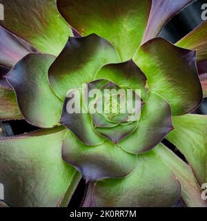 Bilder von Aeoniums, dem Baum houseleeks, ist eine Gattung von etwa 35 Arten sukkulenter subtropischer Pflanzen der Familie Crassulaceae. In Cornwall angebaut. Stockfoto