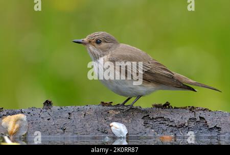 Gefleckter Fliegenfänger (Muscicapa Striata) strenger Blick, während er auf einem Aststumpf in der Nähe eines Wasserteiches thront Stockfoto