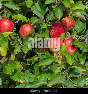 Reife Äpfel auf dem Baum zur Erntezeit Stockfoto