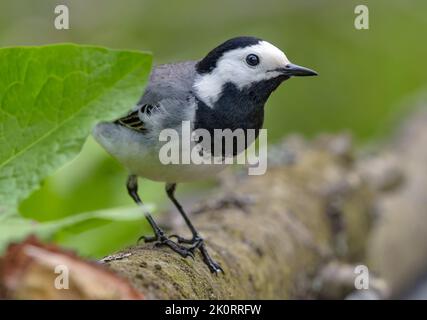 Erwachsenes Männchen Weiße Bachstelze (Motacilla alba), die im Sommer vom Blatt aus auf einen kleinen Zweig mit sauberem grünen Hintergrund blickt Stockfoto