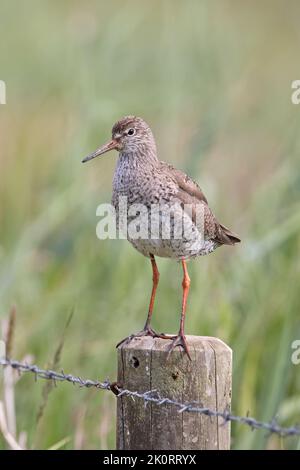 Rotschenkel (Tringa totanus) auf Post Cley Marshes NWT Norfolk GB UK Juni 2022 Stockfoto