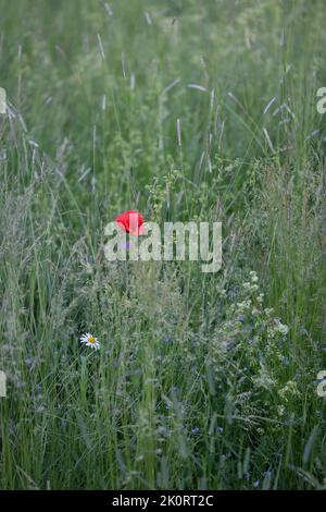 Ein einziger roter Mohn auf einer Wiese Stockfoto