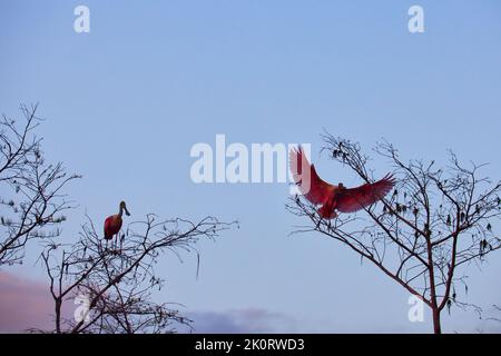 Die Rotlöffelvögel thronten bei Sonnenuntergang auf den verwitterten Bäumen Stockfoto