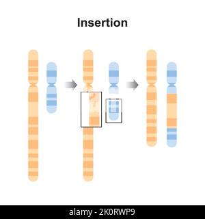 Wissenschaftliche Gestaltung der chromosomalen Insertion-Mutation. Bunte Symbole. Vektorgrafik. Stock Vektor