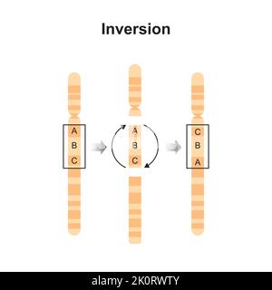 Wissenschaftliche Entwicklung der Inversionschromosomalen Mutation. Bunte Symbole. Vektorgrafik. Stock Vektor