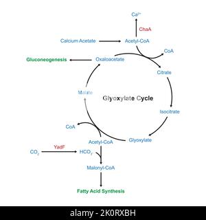 Einfache Gestaltung des Glyoxylatzyklus. Vektorgrafik. Stock Vektor