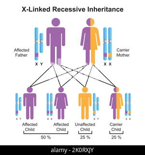 Wissenschaftliche Gestaltung der X-verknüpften rezessiven Vererbung. Bunte Symbole. Vektorgrafik. Stock Vektor