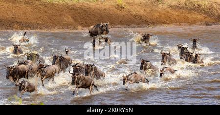 Eine Herde von Gnus, die im Wasser hüpft, um den Mara River auf ihrem Weg zu grüneren Weiden in North Sergengeti, Tansania, zu überqueren Stockfoto