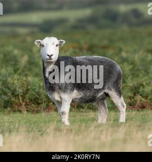 Herdwick-schafe Stockfoto