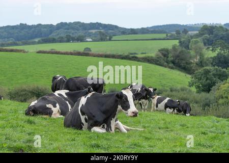 Milchkühe entspannen auf dem Feld Stockfoto