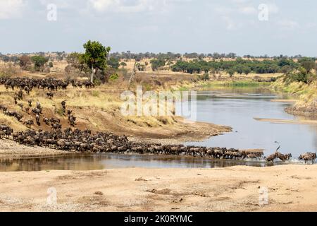 Eine Gnusherde, die den Mara River in der nördlichen Serengeti, Tansania, überquert Stockfoto