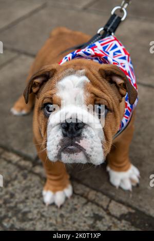 Windsor, Großbritannien. 13.. September 2022. Arthur, ein 11 Wochen alter britischer Bulldog-Welpe, kam mit seinen Besitzern, um die Blumen zu sehen, die für ihre Majestät, die Königin, übrig geblieben sind. Quelle: Maureen McLean/Alamy Live News Stockfoto