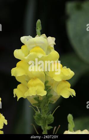 Blütenspitze von gelben snapdragon, Antirrhinum-Arten, Blüten in der Nähe mit einem verschwommenen Hintergrund aus Blättern. Stockfoto