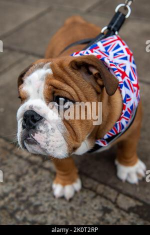 Windsor, Großbritannien. 13.. September 2022. Arthur, ein 11 Wochen alter britischer Bulldog-Welpe, kam mit seinen Besitzern, um die Blumen zu sehen, die für ihre Majestät, die Königin, übrig geblieben sind. Quelle: Maureen McLean/Alamy Live News Stockfoto