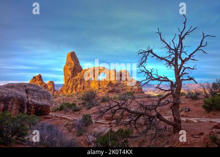 Eine tote Pinyon-Kiefer vor dem Turret Arch bei Sonnenaufgang im Windows-Bereich des Arches National Park, Moab, Utah. Stockfoto