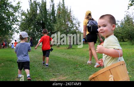 Marion, Iowa, USA. 12. September 2021. Felix Mersch schaut bei einem Ausflug mit seiner Familie in Allens Apple Orchard in Marion, Iowa, auf Äpfel, die einen Baum umgeben. Der Herbst ist die Zeit für die Apfelernte, und die eine Aktivität, die jeder in der Familie genießt. HGTV.com Say's gibt es drei Dinge, die vor dem Gehen zu einem Apfelgarten zu planen.1:Forschen Sie lokale Obstgärten online, unter Berücksichtigung der Lage und Anbaumethoden. Schauen Sie sich an, welche Apfelsorten (Kuchen, frisches Essen, Sauce usw.) wann reif sind. Erkundigen Sie sich nach anderen Aktivitäten, die der Obstgarten anbieten könnte, wie einer Mini Farm und/oder Streichelzoo, Heufahrten oder einem Maislabyrinth. Als Stockfoto