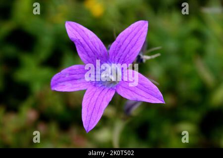 Leuchtend violette, sich ausbreitende Glockenblume (Campanula patula) aus nächster Nähe Stockfoto