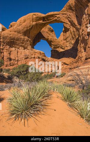 Yucca Pflanzen vor dem Doppelbogen aus Entrada-Sandstein in der Fensterabteilung des Arches National Park, Moab, Utah. Stockfoto