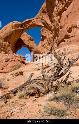 Ein toter gedrehter Wacholderbaum vor dem Entrada-Sandstein-Doppelbogen im Arches National Park, Moab, Utah. Stockfoto