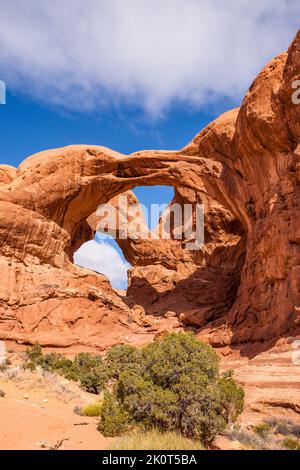 Ein Wacholderbaum aus Utah vor dem Doppelbogen aus Entrada-Sandstein im Windows-Bereich des Arches National Park, Moab, Utah. Stockfoto