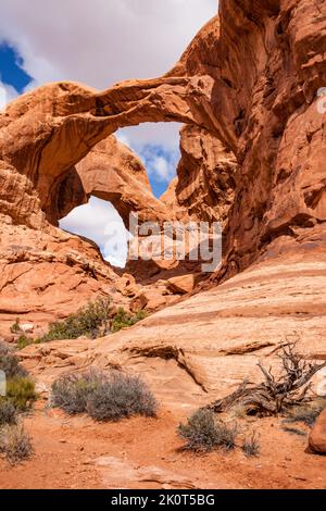 Ein toter gedrehter Wacholderbaum vor dem Entrada-Sandstein-Doppelbogen im Arches National Park, Moab, Utah. Stockfoto