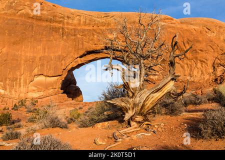 Ein alter toter Wacholderbaum vor dem Nordfenster im Arches National Park in der Nähe von Moab, Utah. Diese Bäume können 1.000 Jahre leben. Stockfoto