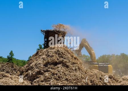 Als Teil der Vorbereitung für eine Wohnungsentwicklung wird eine Zerkleinerungsmaschine eingesetzt, um die Wurzeln der Bäume mit einem Industrieunternehmen in Chips zu zerkleinern Stockfoto