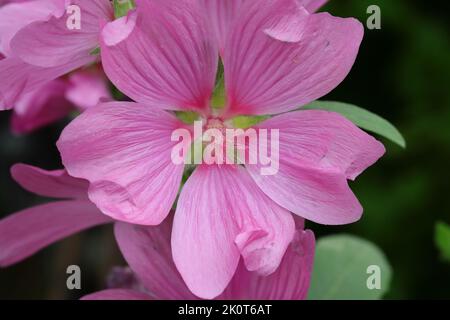 Nahaufnahme einer rosafarbenen Lavatera olbia-Blume vor einem natürlichen, verschwommenen Hintergrund Stockfoto