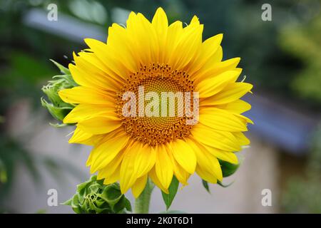 Nahaufnahme eines schönen einzigen helianthus annuus vor einem verschwommenen Hintergrund, direkter Blick in die Mitte der Blume Stockfoto